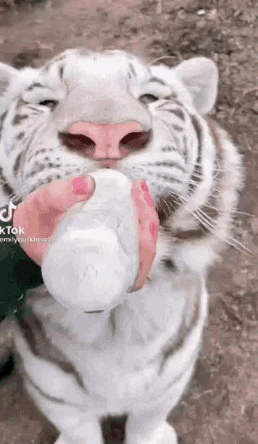 White Tiger Drinking Milk GIF - White Tiger Drinking Milk GIFs