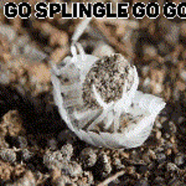 Isopod Splingle GIF - Isopod Splingle GIFs