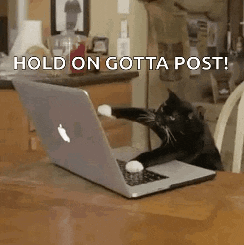 a cat is sitting at a table with a laptop computer .