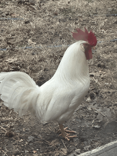 a white rooster with a red crest on its head