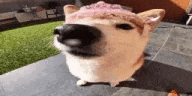 a dog wearing a pink hat is standing on a tiled floor .