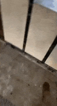 a dog is standing on a tiled floor next to a staircase .