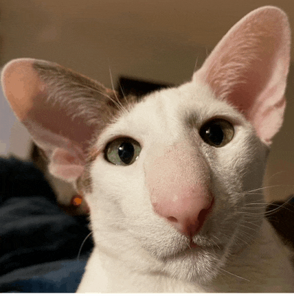 a close up of a white cat with a pink nose