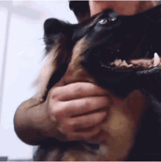 a close up of a person holding a dog