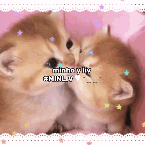 two kittens kissing on a pink background with the words minho y liv minliv