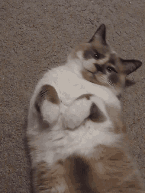 a brown and white cat is laying on its back