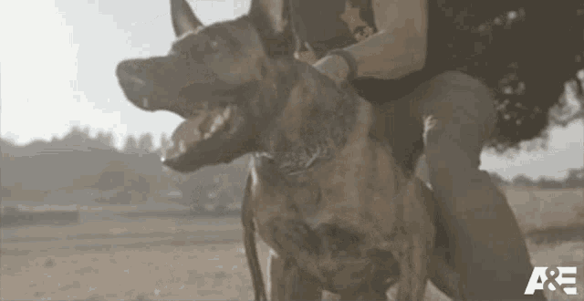 two dogs are being held by a person with the letters a & e on the bottom