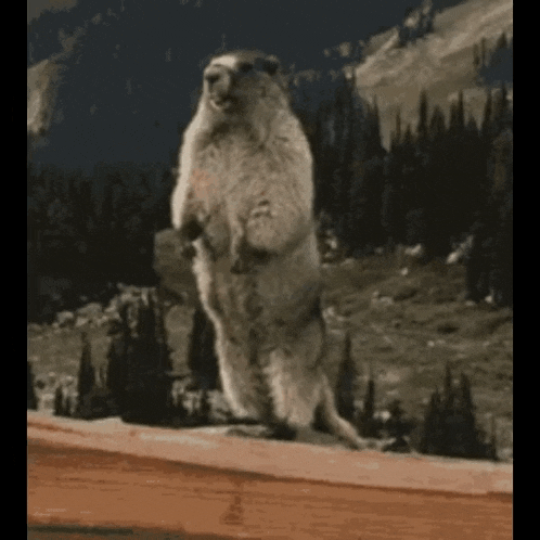 a ground squirrel is standing on its hind legs on top of a wooden fence .
