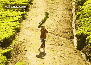 a man is walking down a dirt road in a field carrying a large green plant on his head .