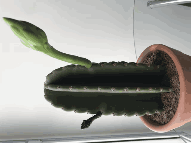 a cactus plant in a pot with a flower bud coming out of it