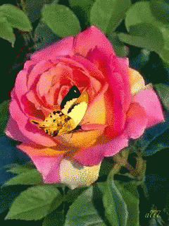Rose Butterfly GIF - Rose Butterfly GIFs