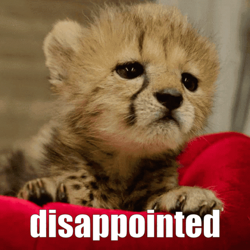 Sad Disappointed Cheetah Cub Baby Kitten Cute GIF