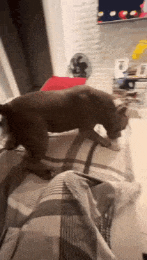 a dog is standing on a bed next to a person