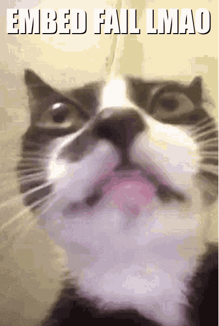 Cat Embed Fail Wigo GIF - Cat Embed Fail Embed Fail Wigo GIFs
