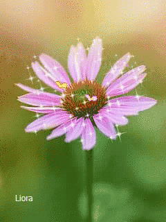 Flower Illumination GIF - Flower Illumination GIFs