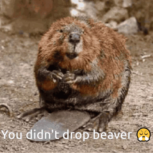 Sar Beaver You Didnt Drop Beaver GIF - Sar Beaver You Didnt Drop Beaver Drop Beaver GIFs