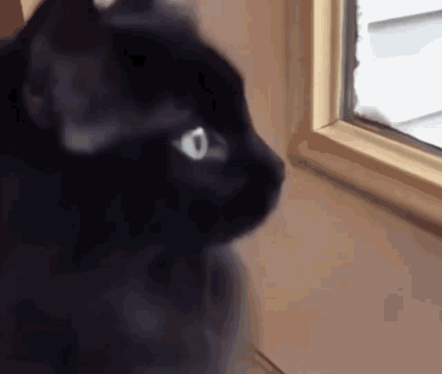 Black Cat Cat GIF - Black Cat Cat Cats GIFs