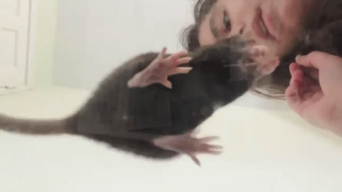 Hungry Spin GIF - Rats Spin Snacks GIFs