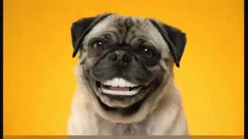 Dogs Puppies GIF - Dogs Puppies Smile GIFs