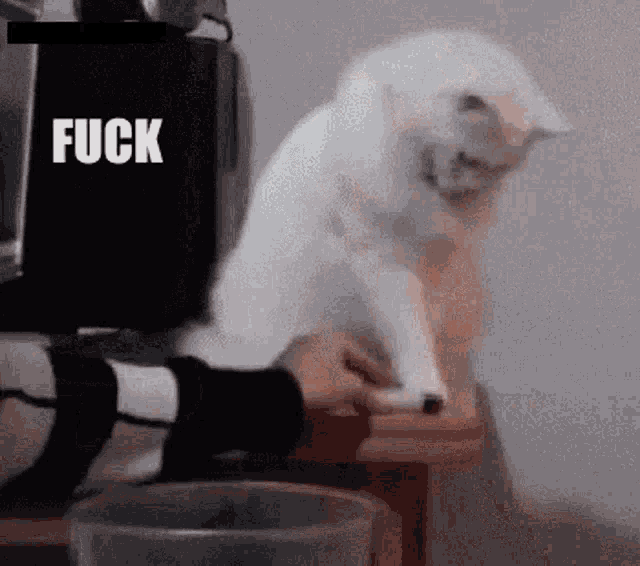 a white cat is sitting on top of a wooden table next to a glass of water .