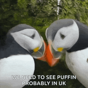 two puffins are looking at each other with the words we need to see puffin probably in uk
