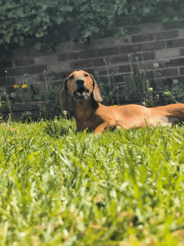 a dachshund is laying in the grass with its mouth open