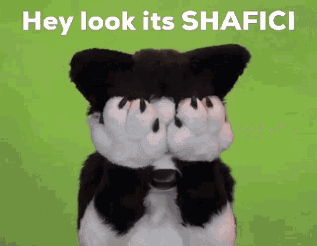 a black and white furry dog is standing in front of a green screen with the words hey look it 's shafici on it .