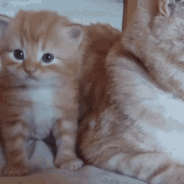 Cat Kitten GIF - Cat Kitten Cat Love GIFs