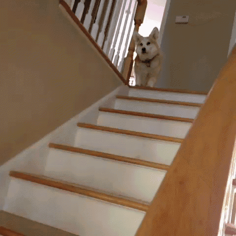 Dog Jumping Down Stairs GIF - Cute Dogs GIFs