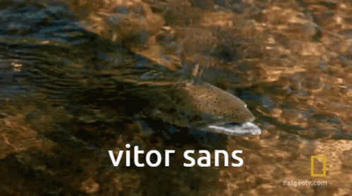 Salmão Vitor Sans GIF - Salmão Vitor Sans Pexe GIFs