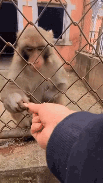 a person is feeding a monkey behind a chain link fence with their finger