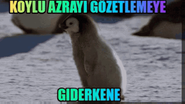 a picture of a penguin with the words koylu azrayi gozetelemeye