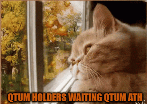 Waiting Cat GIF - Waiting Cat Qtum GIFs