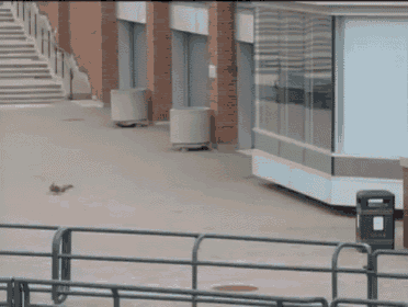 a squirrel is walking in front of a brick building