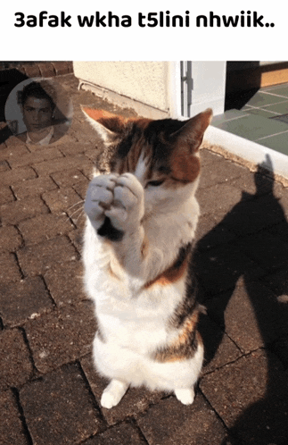 a cat covering its face with its paws and the words 3afak wkha t5lini nhwiik