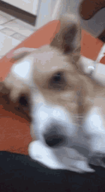 a brown and white dog laying on a bed