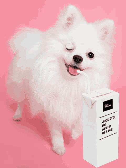 a small white dog is drinking from a carton that says juguito de after office