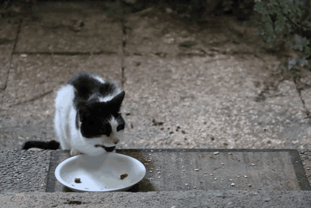 a black and white cat is eating from a white plate