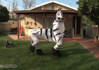 Zebra Dance GIF - Zebra Dance Dancing GIFs