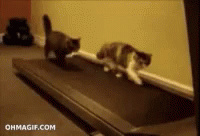 Cats Treadmill GIF - Cats Treadmill Running GIFs