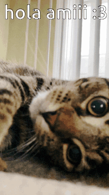 Amiairy Cat GIF - Amiairy Cat Kiss GIFs