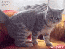 Cat Fall GIF - Cat Fall Itchy GIFs