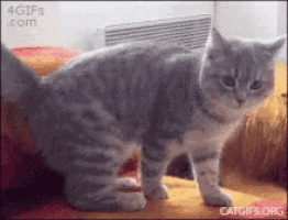 a cat is standing on a couch and looking at the camera ..