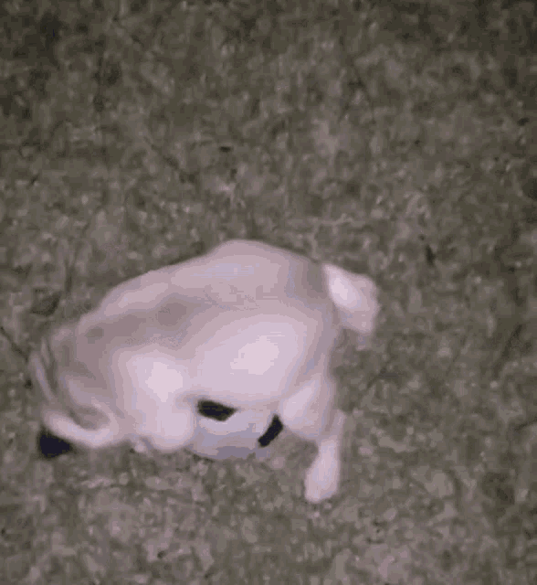 a small dog is playing with a soccer ball