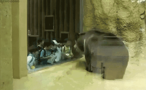 a group of people looking at a bear in a zoo enclosure with dewogong written on the bottom right