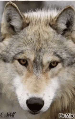 Female Wolf GIF - Female Wolf GIFs