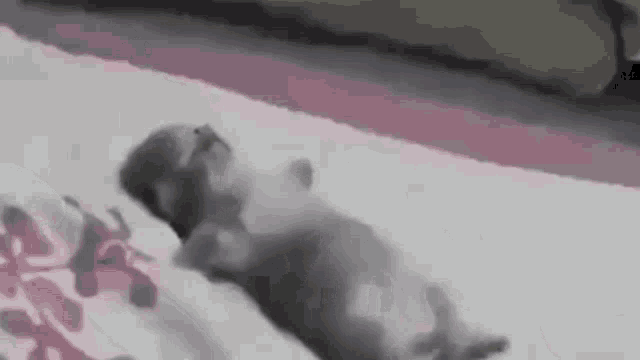 Sleep Cat GIF - Sleep Cat Zzz GIFs