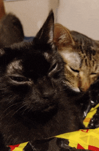 a black cat laying next to a brown cat on a blanket