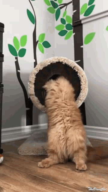 The Oreo Cat Funny Cats GIF - The Oreo Cat Funny Cats Cats GIFs