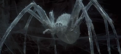 Arachnids Spider GIF - Arachnids Spider GIFs